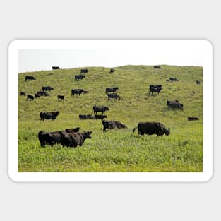 Cattle grazing on a sandy prairie (C026/7746) Sticker